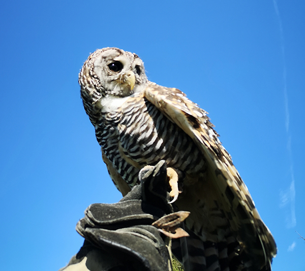 York Bird of Prey Centre - What To Know BEFORE You Go