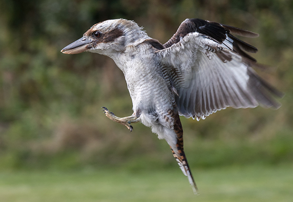 York Bird of Prey Centre - What To Know BEFORE You Go