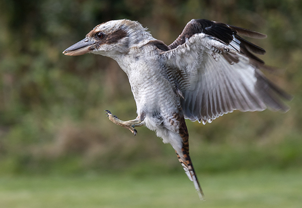 Kookaburra