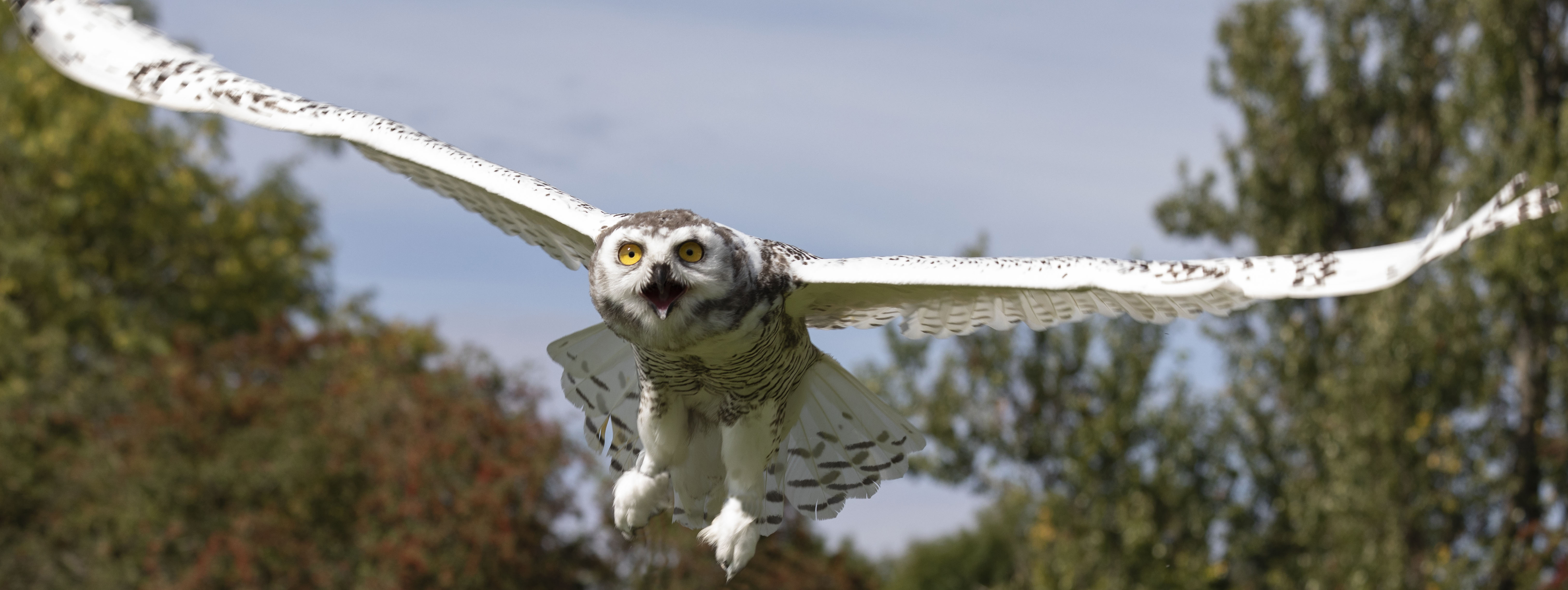 York Bird of Prey Centre Half-Price Family Ticket