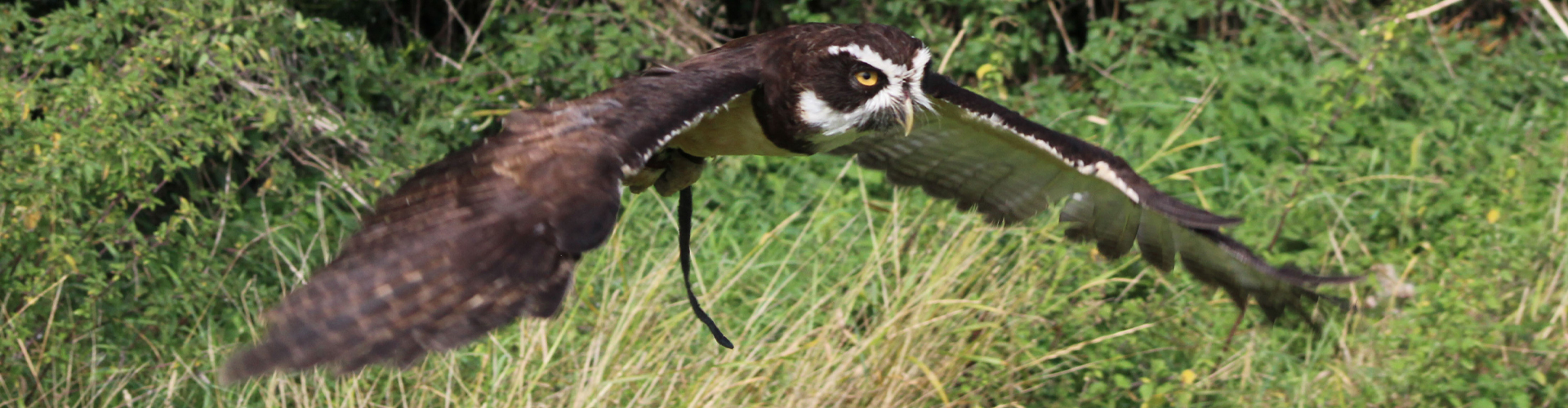 York Bird of Prey Centre. 