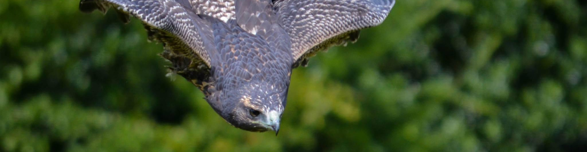 York Bird of Prey Centre Half-Price Family Ticket