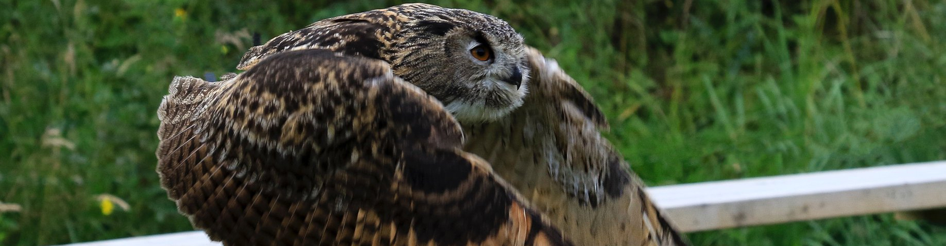 York: York Bird of Prey Centre Entry Ticket