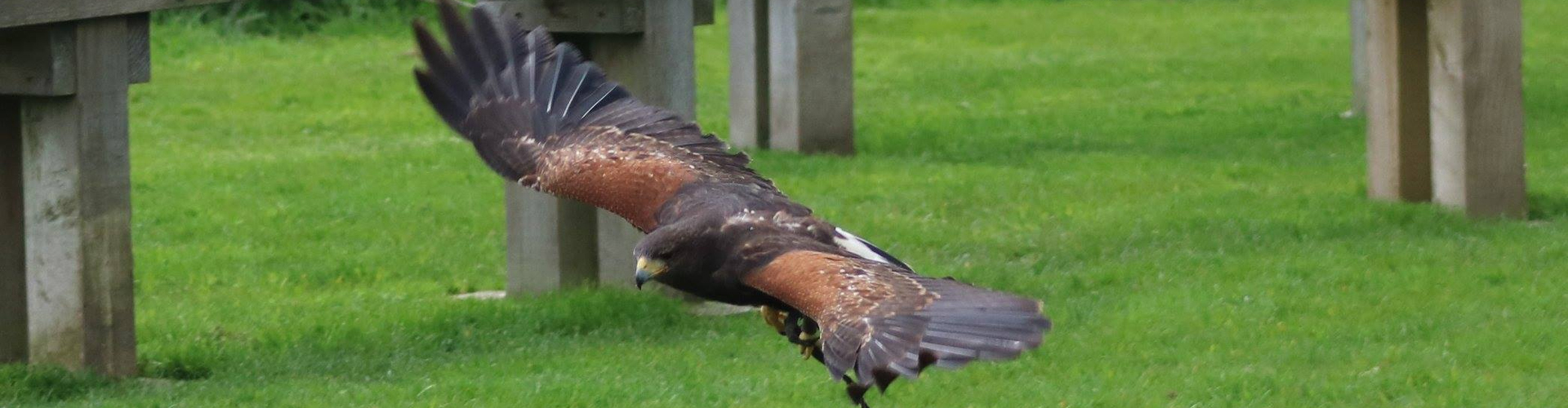 York: York Bird of Prey Centre Entry Ticket