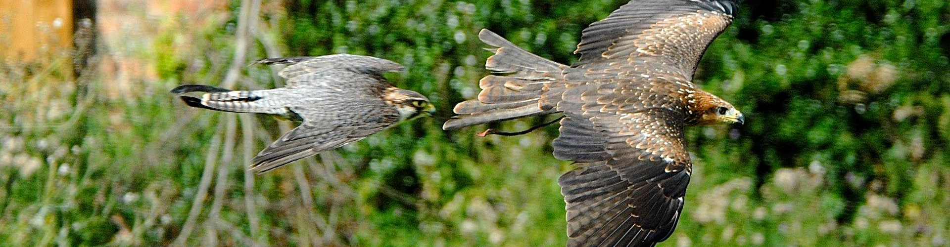 York: York Bird of Prey Centre Entry Ticket