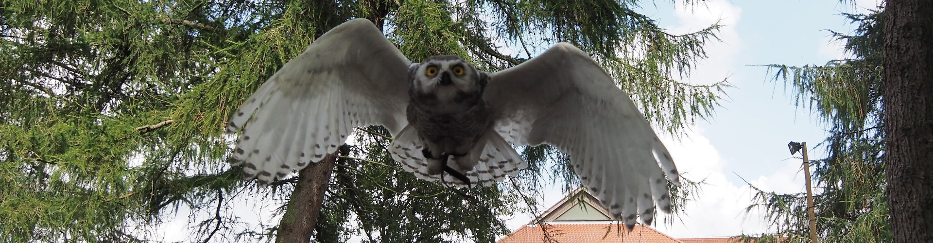 York Bird of Prey Centre Half-Price Family Ticket