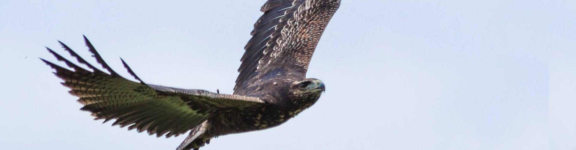 York Bird of Prey Centre. 