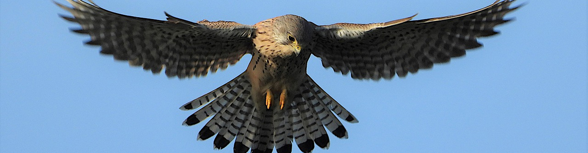 York Bird of Prey Centre. 